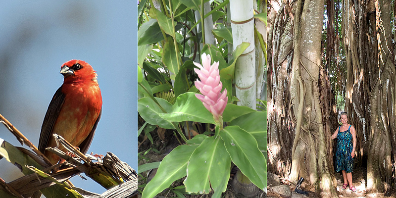 Mauritius Magic! #mauritius #indianocean https://www.style-yourself-confident.com/mauritius-magic.html